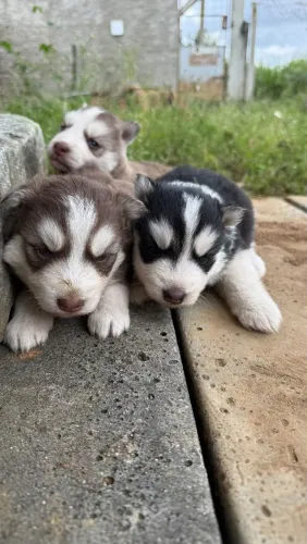 Husky siberiano