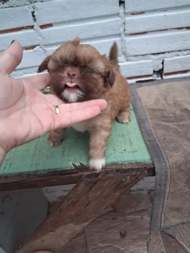 Vendo lindo filhote de shith zu machinho cor chocolate 