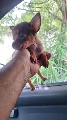 Pinsher mini puros garantia da raça e padrão * LEIA A DESCRIÇÃO 