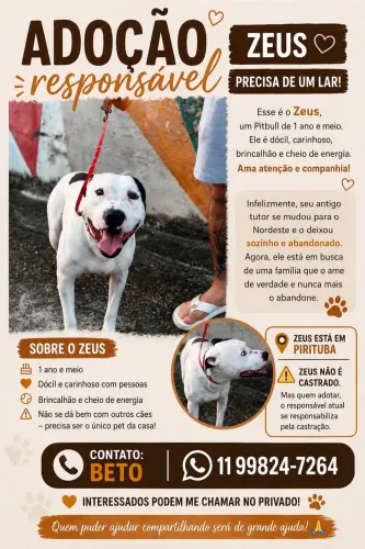 Cachorro