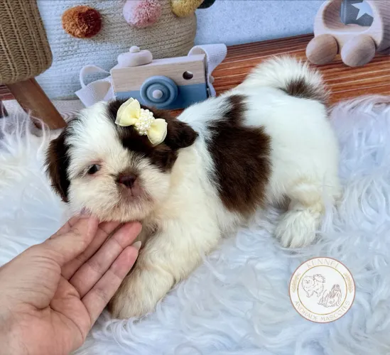 Filhote Fêmea chocolate e branco (Shih tzu)