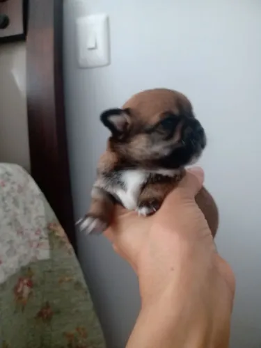 Vendo chiuhuahua