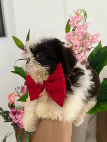 MACHINHO SHIH TZU CHOCOLATE COM BRANCO