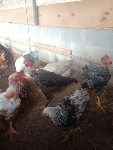 Vendo galinha e pintinho caipira com polaco