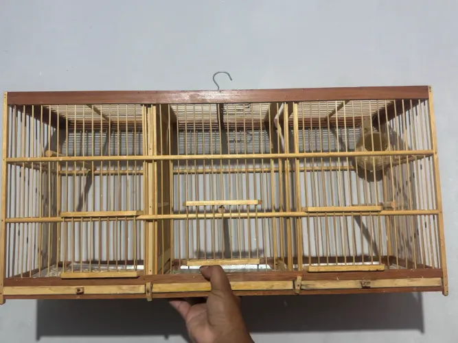 Voador de coleiro novo 