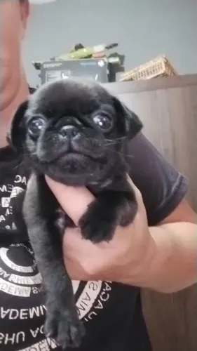 Filhote pug, Focinhos fofos procurando um lar especial!