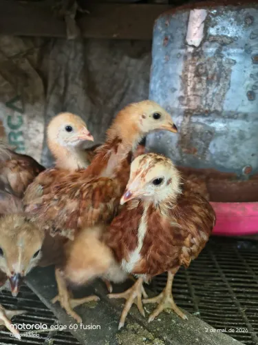 Pintinho Rhode Island red 