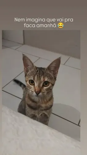 Gata 6 meses
