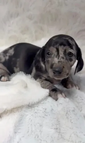 Filhote Fêmea Dachshund Arlequim Mofadinha