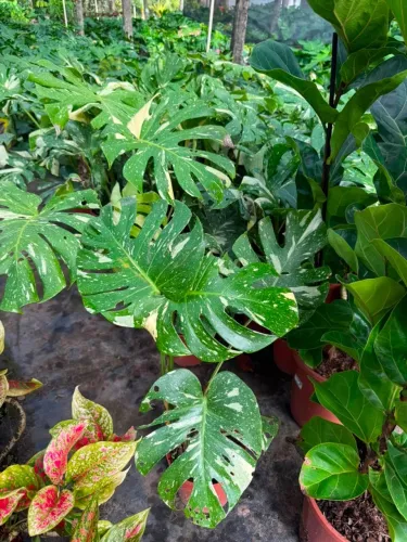 Monstera Variegata /Costela de Adão Variegata