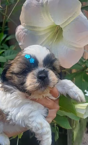 Shih Tzu