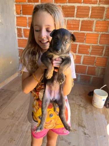 Vende -se cachorro