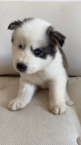Husky Siberiano