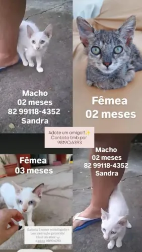 Gatinhos para adoção 