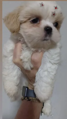 Vendo filhotes de Shih-Tzu