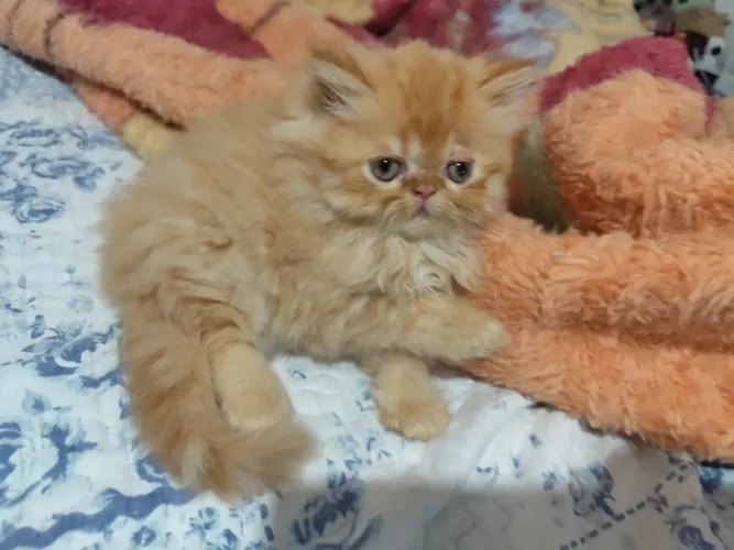 Gato Persa - Adora ronronar.