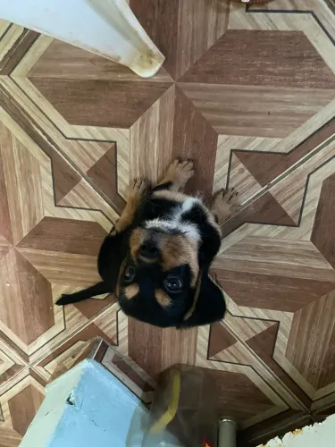 Cachorrinho para doação