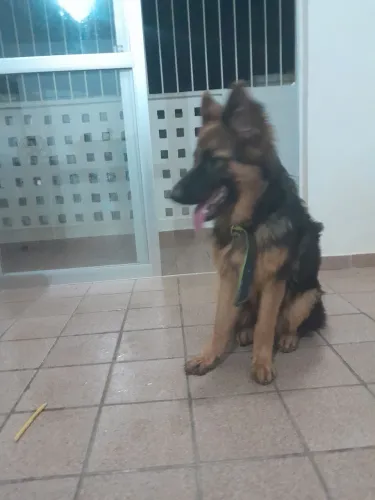 Pastor Alemão fêmea 8 meses premiada aos 6 meses.