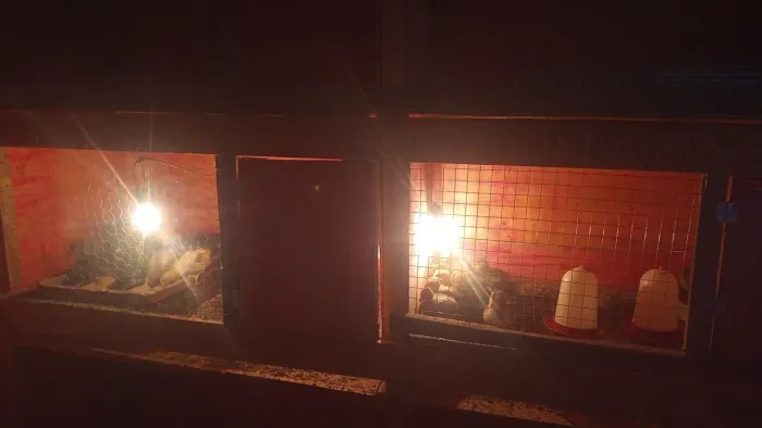 Vendas de pintinhos de vareas raças Como polarco caipirao pesadão é poedeira de corte e gs