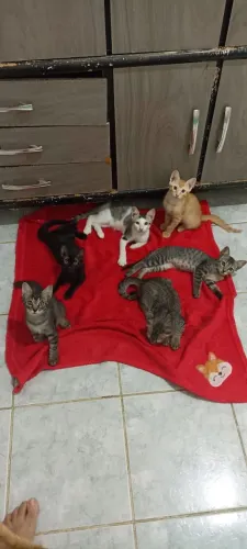 Gatinhos Para Adoção 
