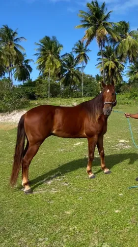 Cavalo QM