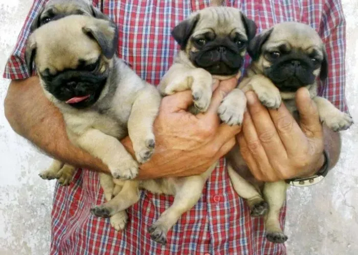 Seu Pug dos Sonhos Pode Estar Aqui! Conheça Nossos Filhotes