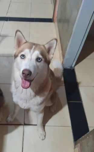filhote de husky