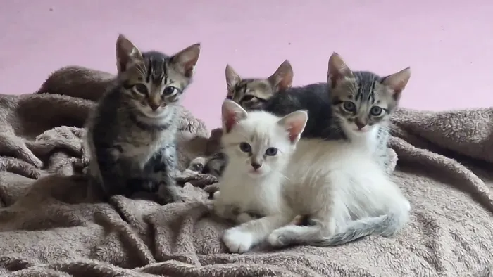 Gatos tigres