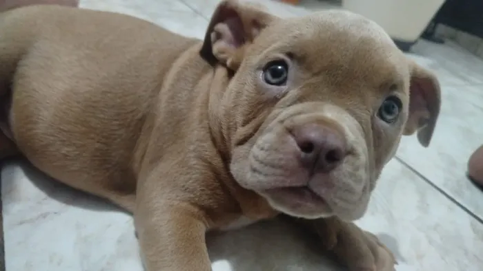 Cachorro