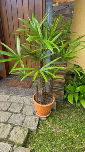 Palmeira RAFIS altura 1,40 com vaso