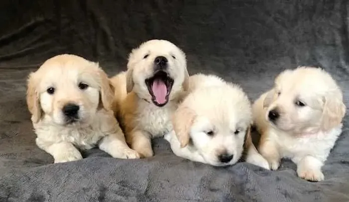 Golden Retriever | Entrega rápida e segura 