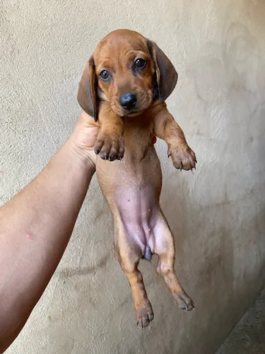VENDE-SE DACHSHUND FÊMEA (SALSICHINHA)