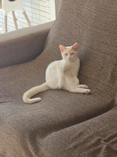 Adoção gato 6 meses