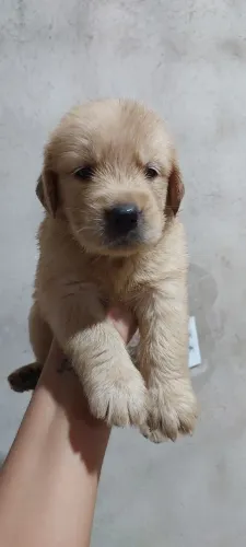 Golden retriever