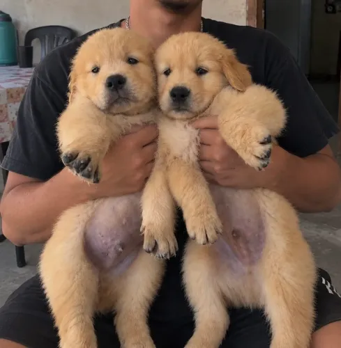 Golden retriver com pedigree Oportunidade Única: Melhor Amigo com Padrão de Exposição