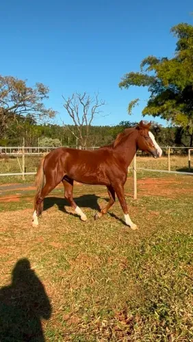 Cavalo a venda