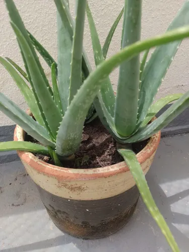 Vaso 2 plantas de Babosa