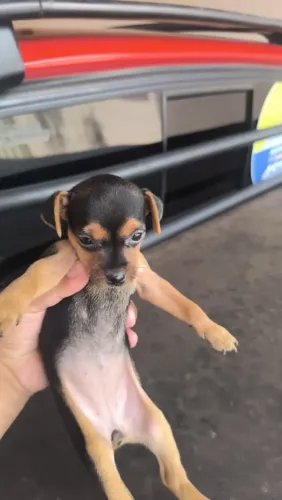 Pinscher fêmea