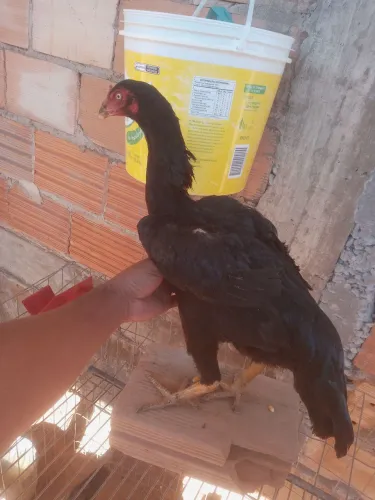 Galinha costeira raça ouro mil