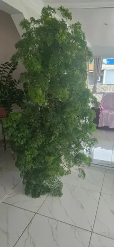 Árvore da Felicidade