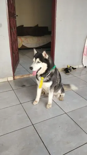Husky siberiano macho