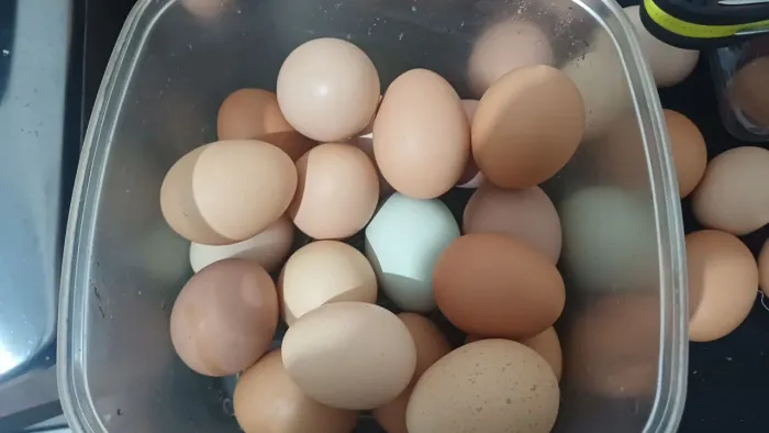 Ovos de galinha caipira
