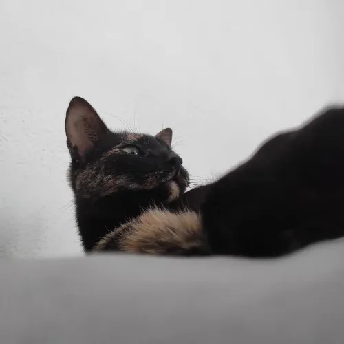 Gatinha para doação