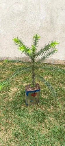 Muda de Araucária (pinheiro do Paraná)