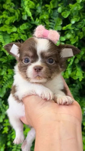 Chihuahua. Procedência e qualidade. Agende sua visita!