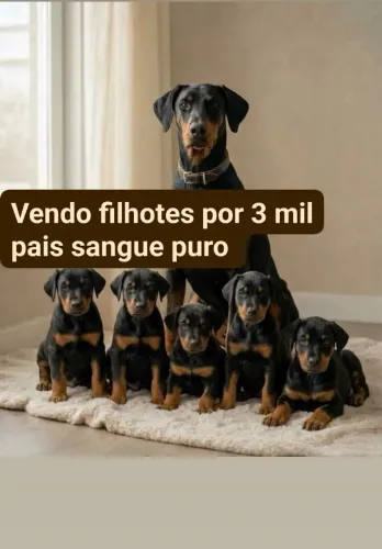 Filhotes de Doberman