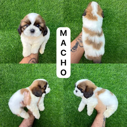 Macho de shitzu Marron com branco 