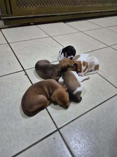 Doação responsável filhotes cachorro