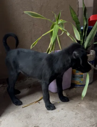 Cachorra Fêmea Para Adoção