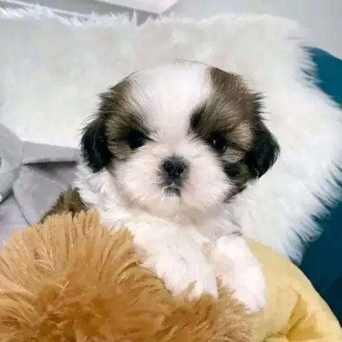 Filhote de Shih Tzu Com Muito Charme e Carinho